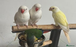 Conures birds for sale: Hand Reared Tame baby conures  - Image 14