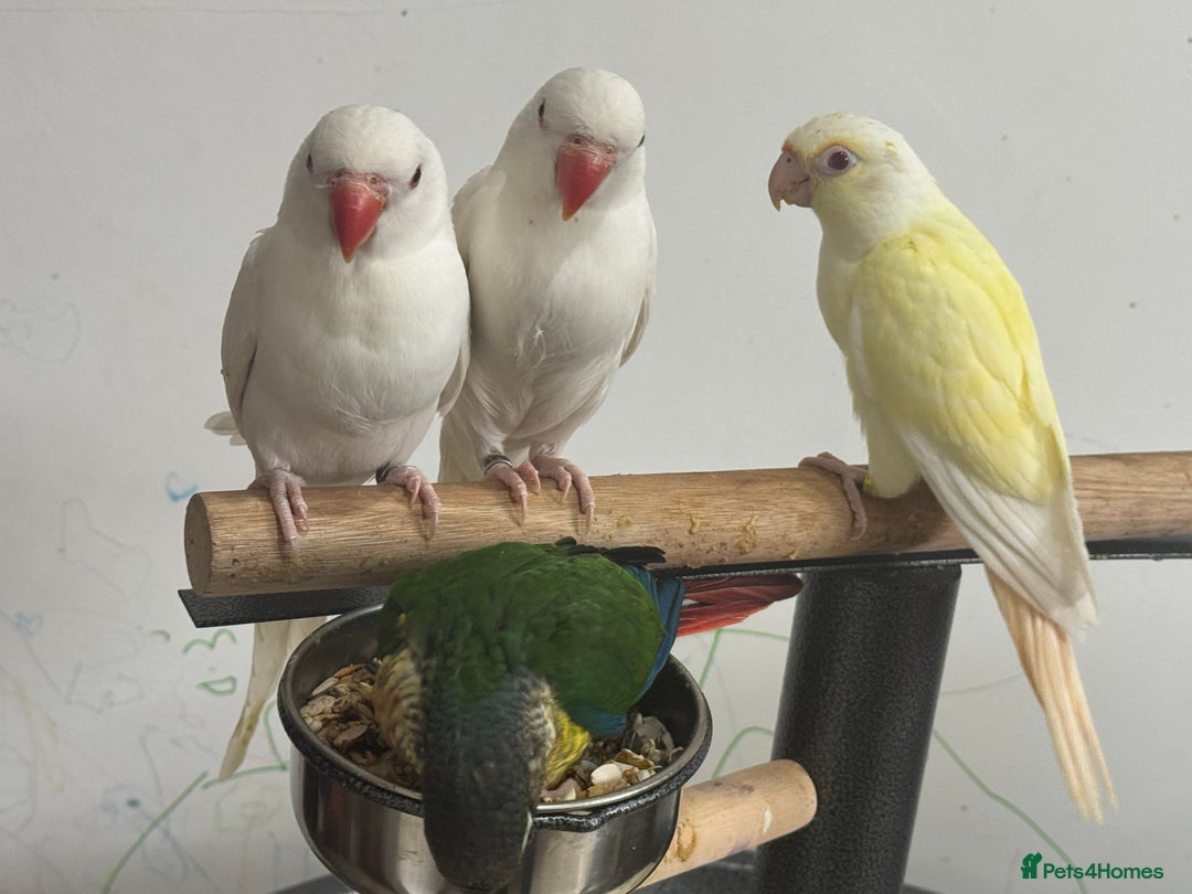 Conures birds for sale: Hand Reared Tame baby conures  - Image 14