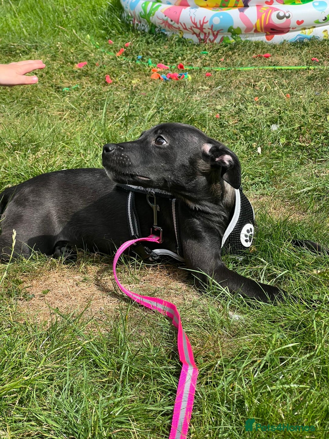 Mixed Breed dogs for sale: Beautiful puppy nova  - Image 6