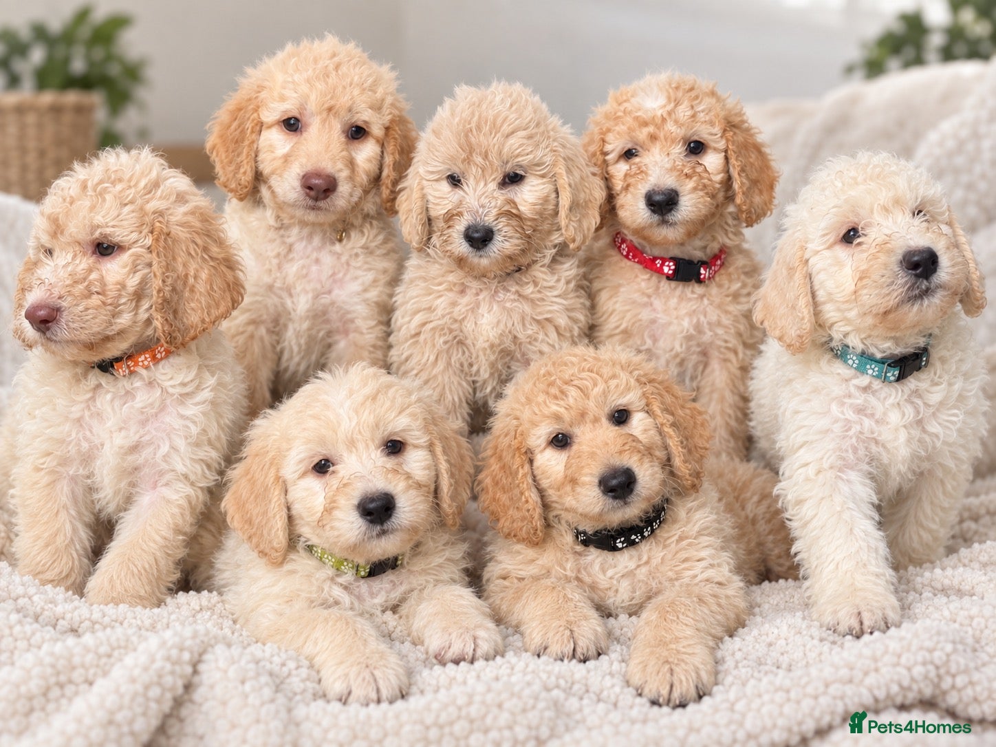 Mini Goldendoodle dogs F1B MINI GOLDENDOODLE PUPPIES – READY NOW 🐾 - Advert 1
