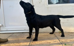 Labrador Retriever dogs for sale: KC Reg Black Labrador Bitch - Image 1