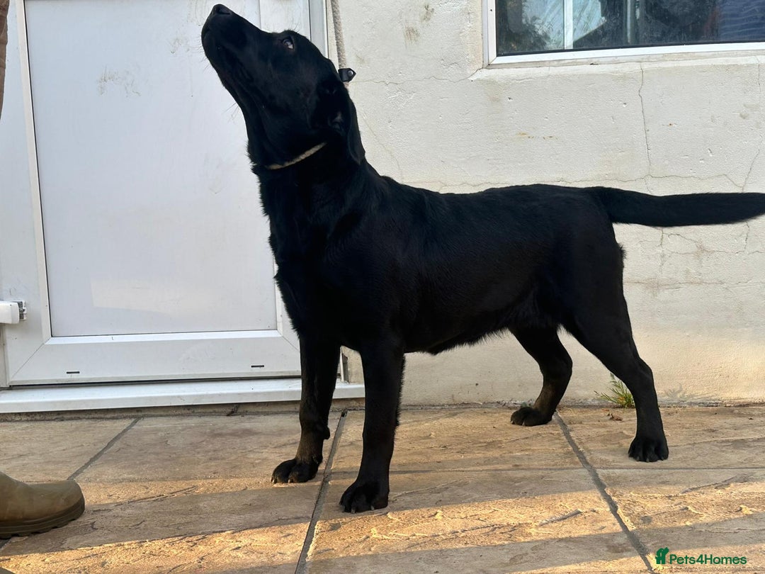 Labrador Retriever dogs for sale: KC Reg Black Labrador Bitch - Image 1