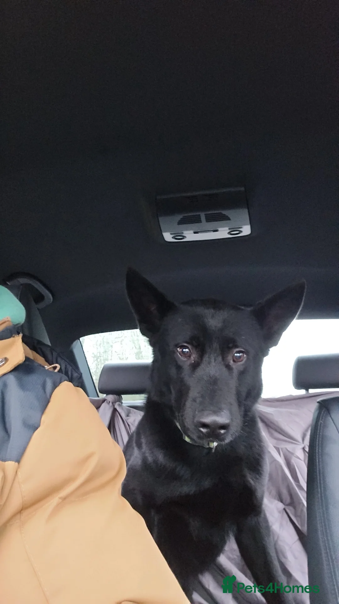 German Shepherd dogs for stud: PROVEN- BLACK-GERMAN SHEPHERD AVAILABLE FOR STUD in Walsall - Advert 6