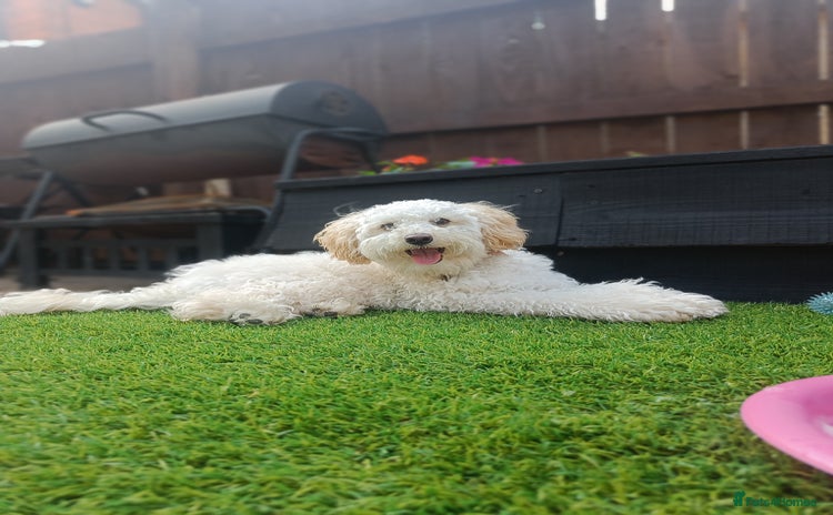 Cockapoo dogs - Advert 5