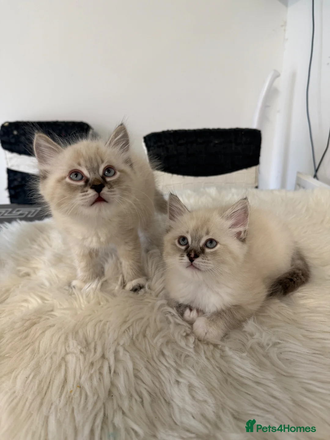 Siberian cats for sale: Purebred Neva Masquerade Siberian Kittens - Advert 1