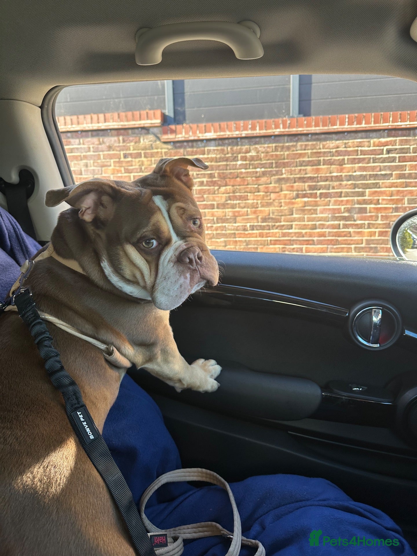 Olde English Bulldogge dogs Pablo - Male Olde English Bulldogge  - Advert 7