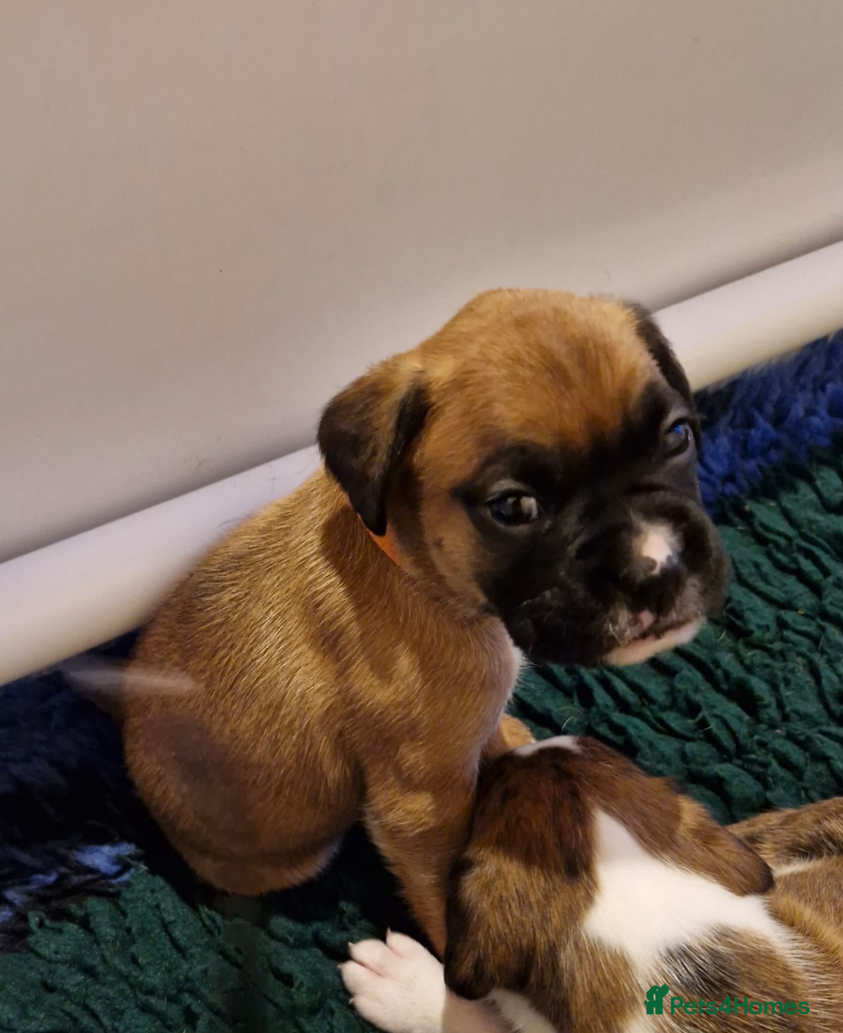 Boxer dogs GORGEOUS KC PUPPIES  - Advert 5