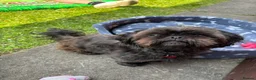Shih Tzu dogs for sale: Male shitzu nearly 2 years old  in Dudley - Advert 3