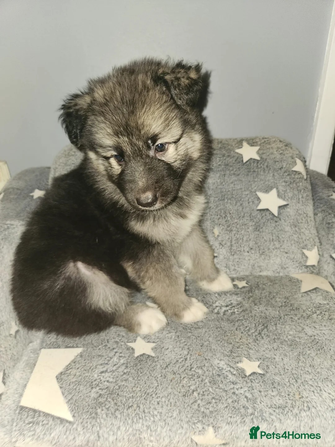 German Shepherd dogs for sale: German shepherd  in Erith - Advert 11