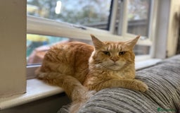 British Longhair cats for sale: 🩵BritishLonghair X Mainecoon Boys🩵 - Image 12