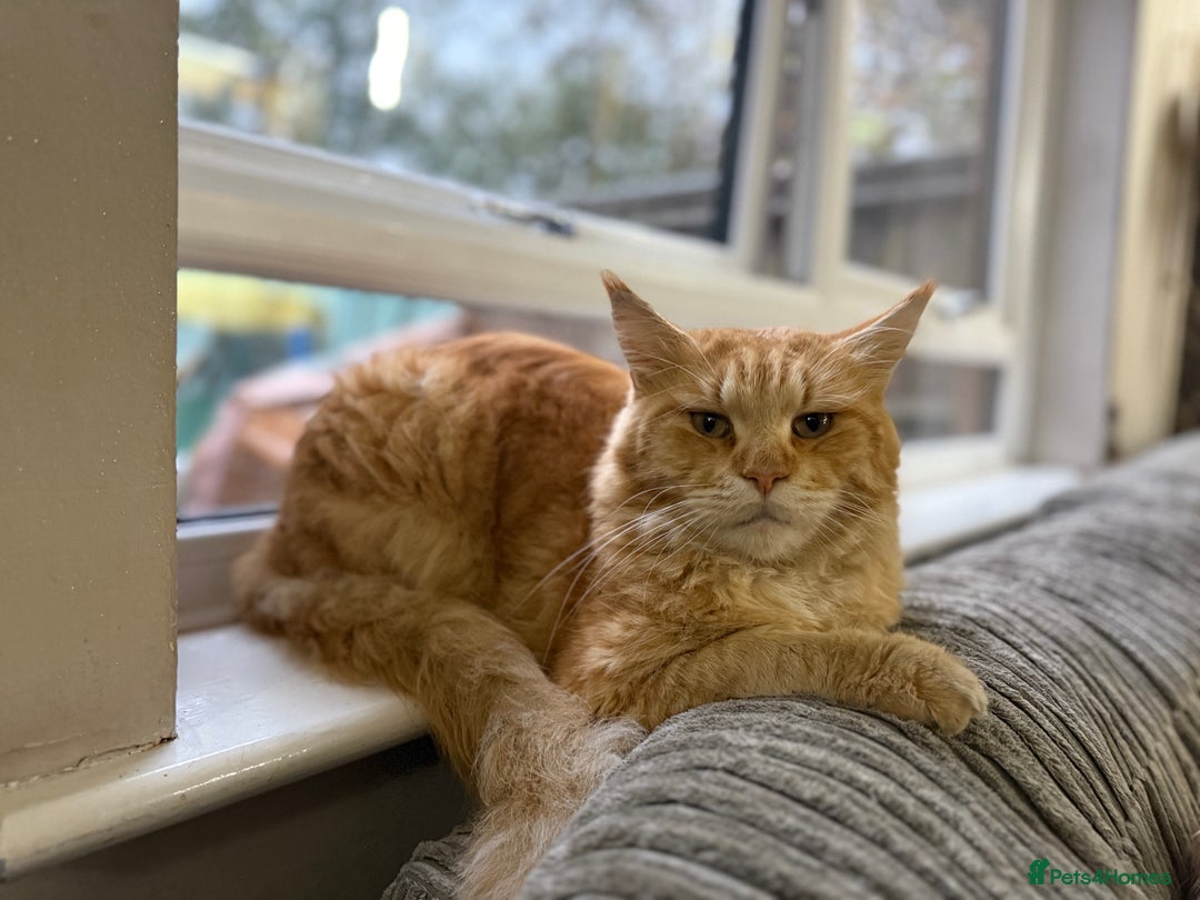 British Longhair cats for sale: 🩵BritishLonghair X Mainecoon Boys🩵 - Image 12