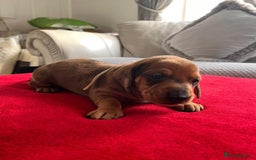 Dachshund dogs for sale: Beautiful Dachshund Puppies 🤩 - Image 3