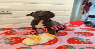 Staffordshire Bull Terrier dogs - Advert 3