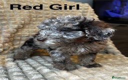 Poodle dogs for sale: Lovely poodle puppies 🐕🐕🐕 ready to go now - Image 2