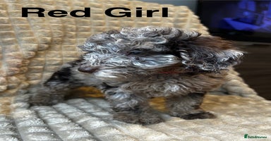 Poodle dogs - Advert 2