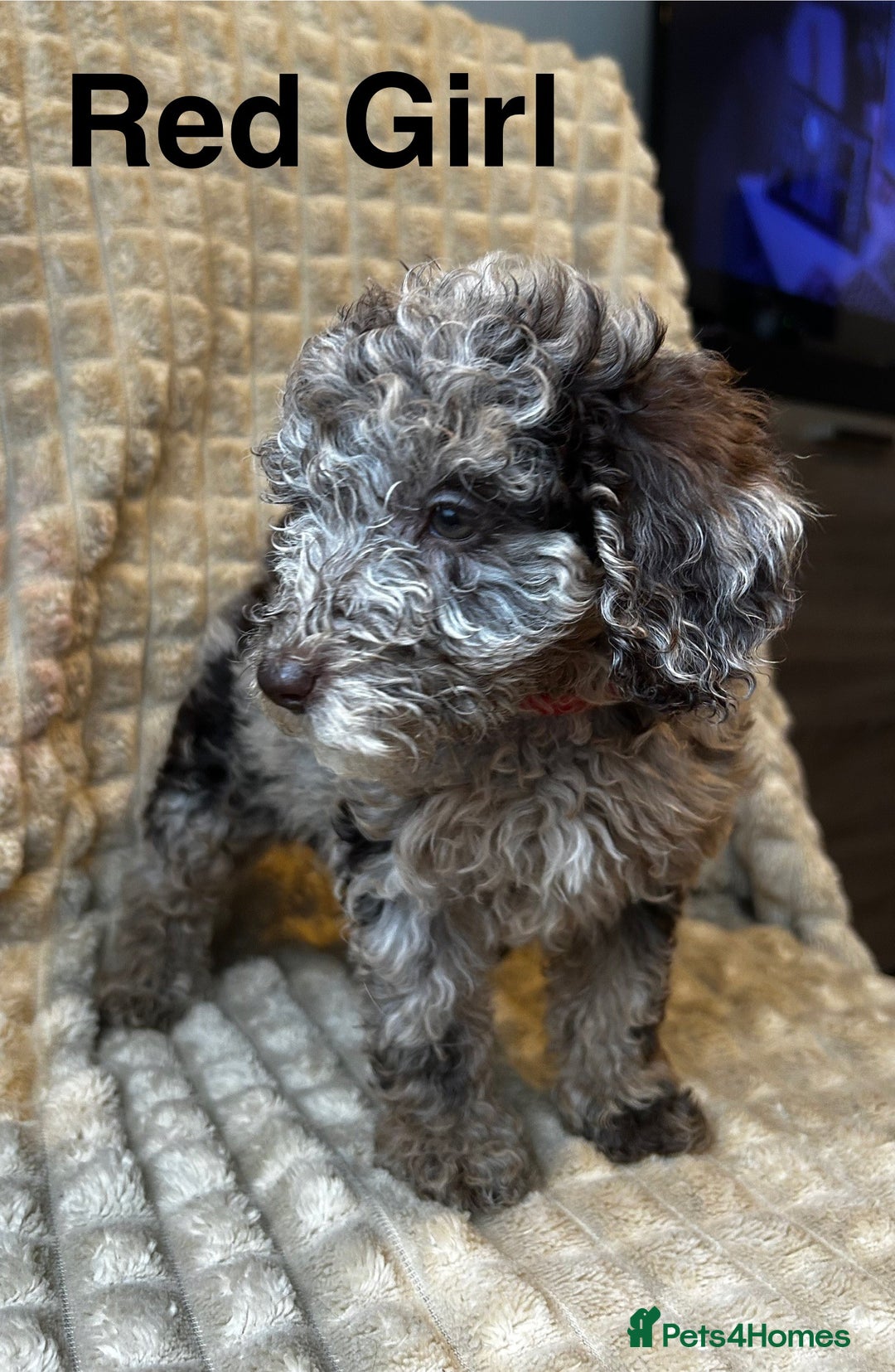 Poodle dogs for sale: Lovely poodle puppies 🐕🐕🐕 ready to go now - Image 2