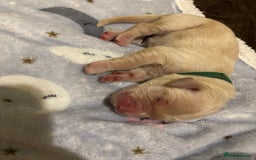 Golden Retriever dogs for sale: Beautiful Golden Retriever puppies  - Image 12