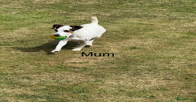 Jack Russell dogs - Advert 2