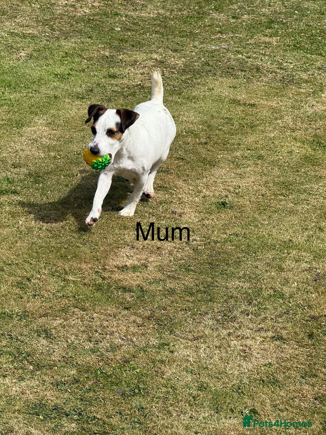 Jack Russell dogs for sale: Traditional MALE Jack Russell  - Image 2