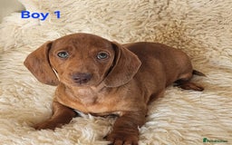 Miniature Dachshund dogs for sale: 6 adorable miniature dashund puppy’s  - Image 3