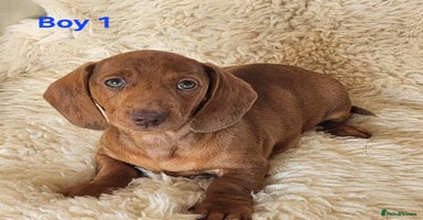 Miniature Dachshund dogs - Advert 5