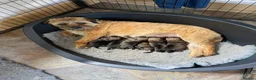 Border Terrier dogs for sale: Border terrier puppies in Llandrindod Wells - Advert 8