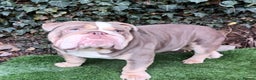 English Bulldog dogs for stud: Dog for stud in Dagenham - Advert 15