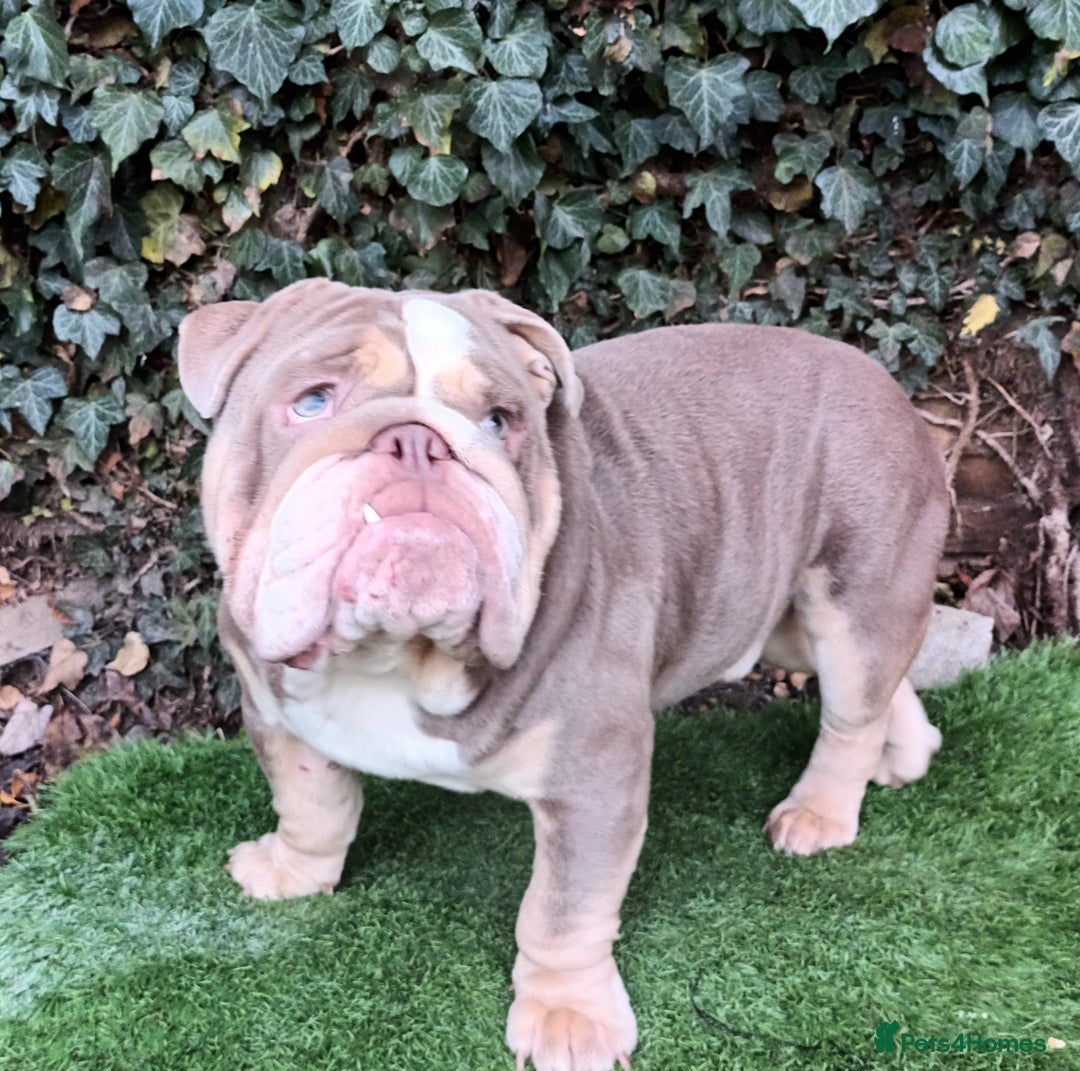 English Bulldog dogs for stud: Dog for stud in Dagenham - Advert 15