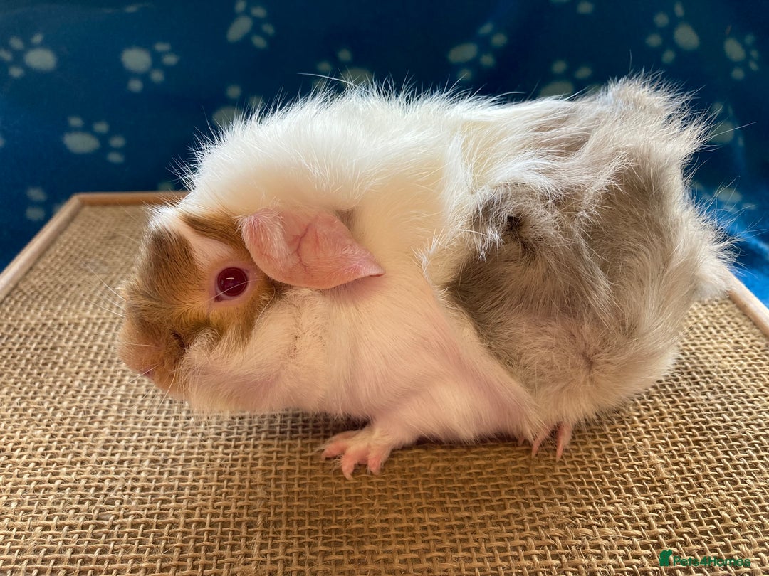 Guinea Pig rodents for sale: Beautiful baby boar Guinea pigs  - Image 9