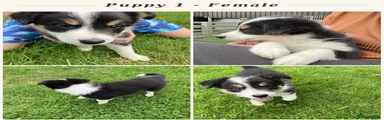 Border Collie 1 