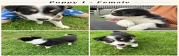 Border Collie dogs for sale: Border Collie Puppies  - Advert 8