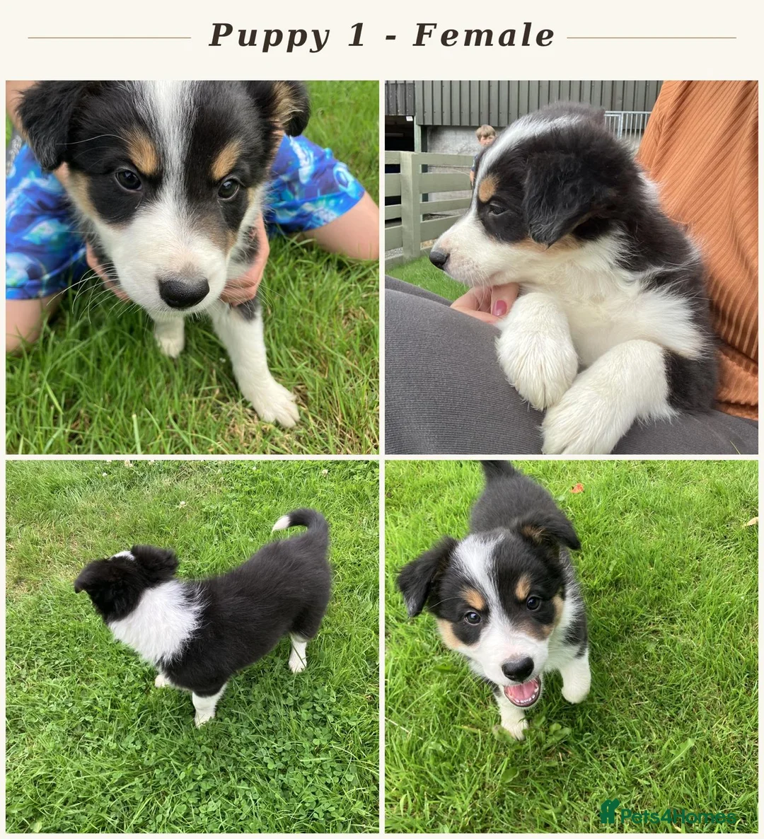 Border Collie dogs for sale: Border Collie Puppies  - Advert 8