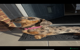 Miniature Dachshund dogs for sale: Mabel the miniature dachshund - Image 3