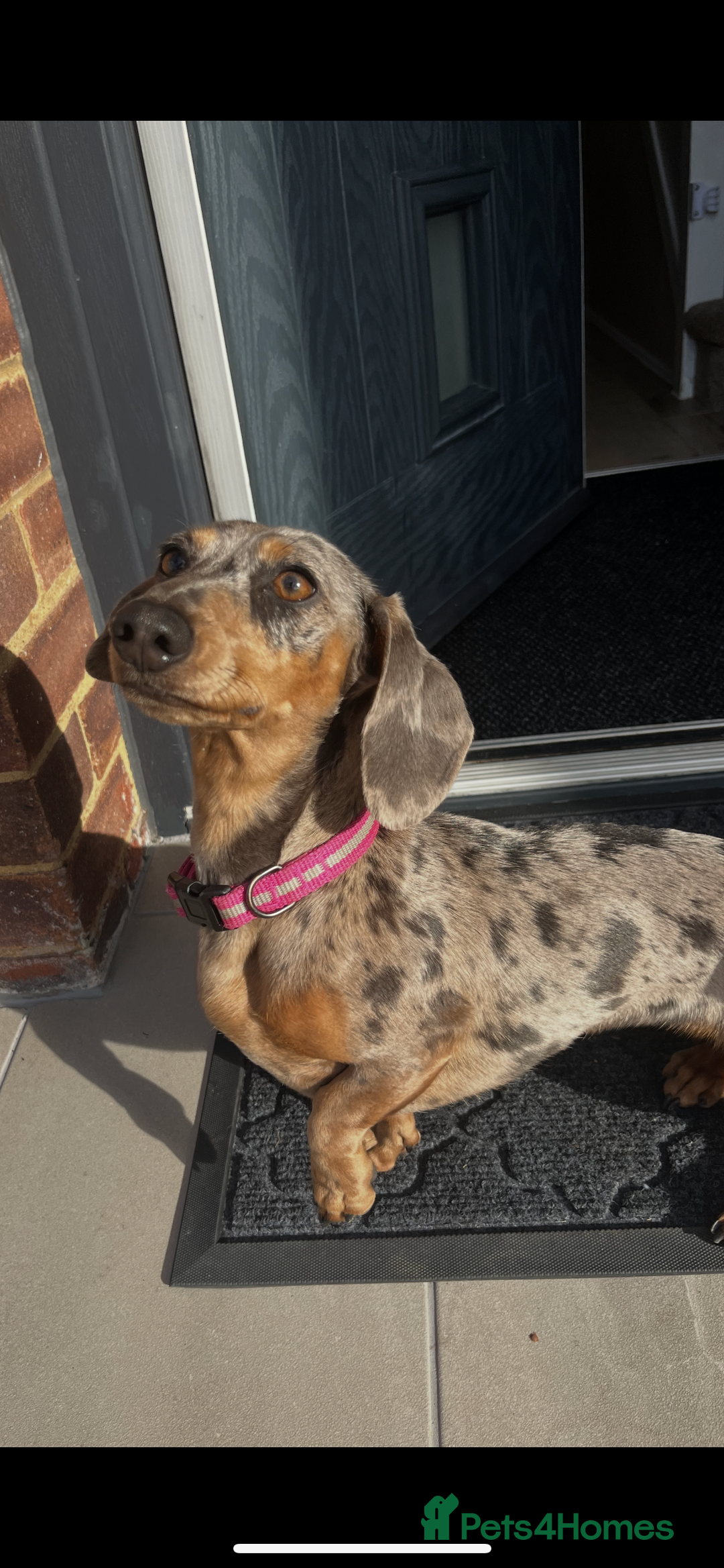 Miniature Dachshund dogs for sale: Mabel the miniature dachshund - Image 3