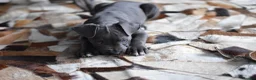 American Bull Staffy dogs for sale: American Staffordshire Terrier - Advert 27