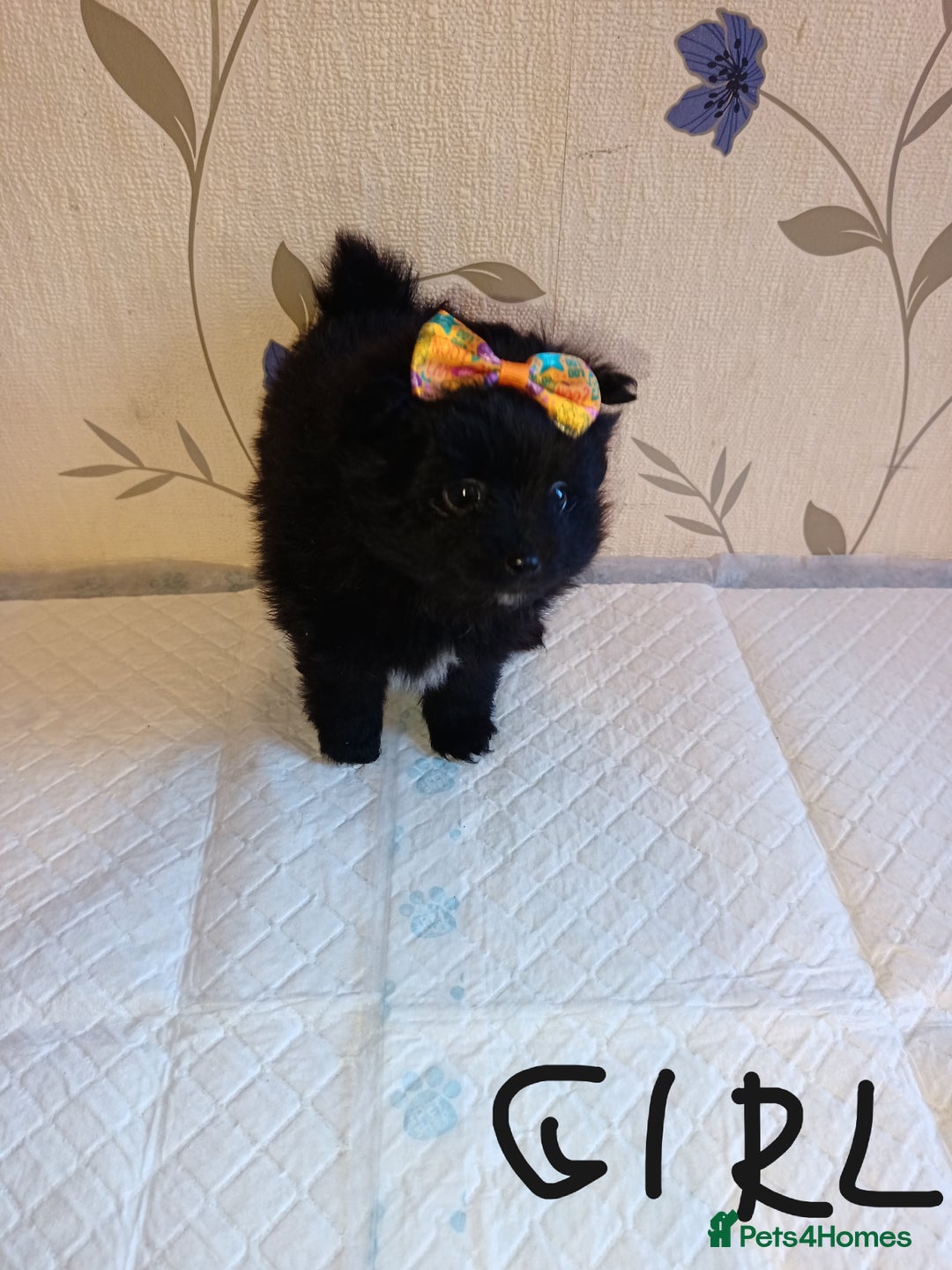 Pomeranian dogs for sale: Barnsley  - Advert 7