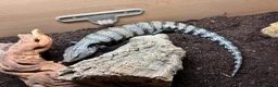 Skink reptiles for sale: Blue tongue skink with setup for rehome  in Nottingham - Advert 4