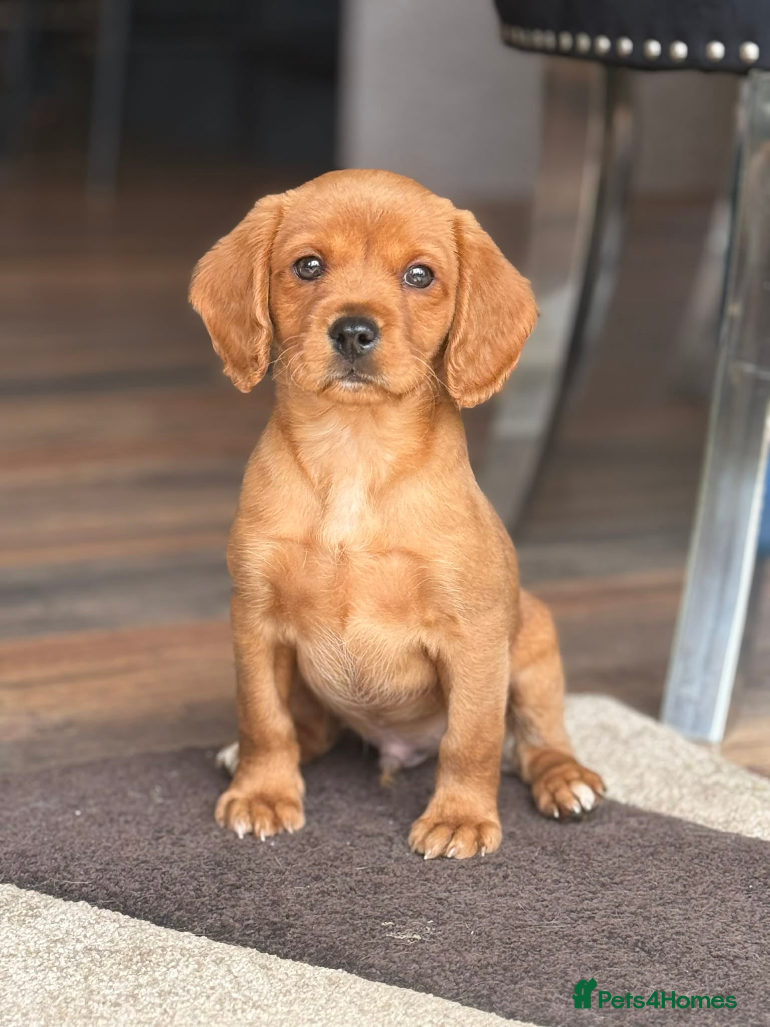 Mixed Breed dogs Cavador READY NOW - Advert 16