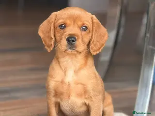Mixed Breed dogs Cavador READY NOW - Advert 5