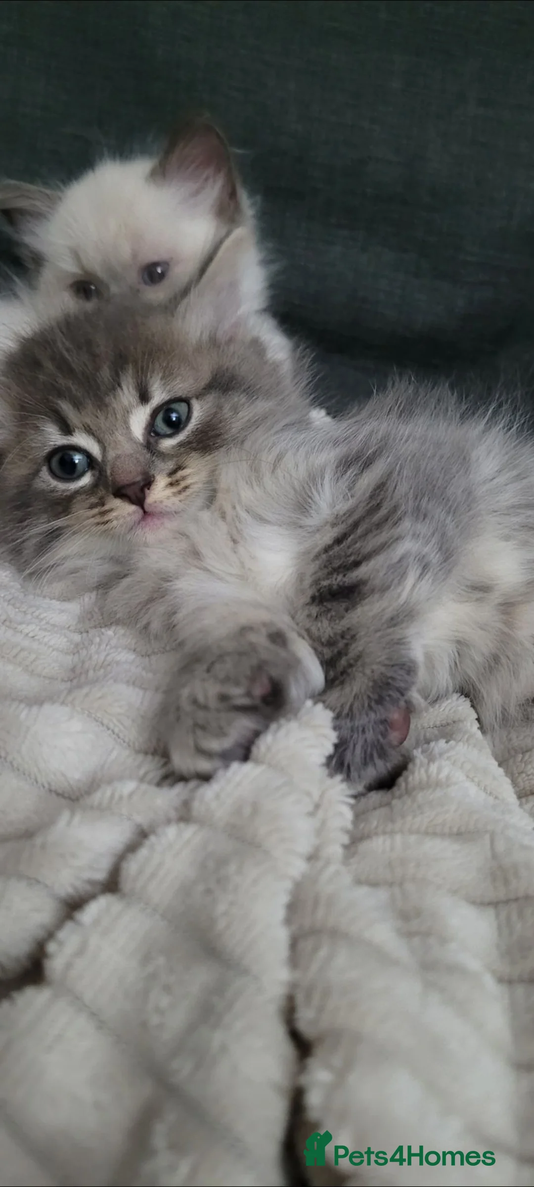 Mixed Breed cats for sale: Grey Tabby - Advert 1