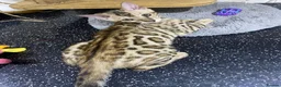 Bengal cats for sale: 🔥✨Pedigree TICA-Registered Bengals - Advert 3