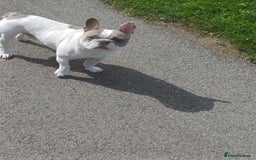 French Bulldog dogs for sale: Franc the frenchie  in Houghton le Spring - Image 3