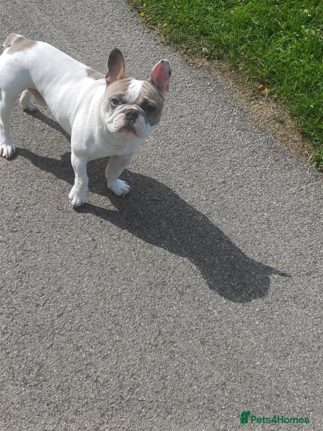 French Bulldog dogs for sale: Franc the frenchie  in Houghton le Spring - Image 3