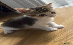 Mixed Breed cats for sale: KITTENS FOR SALE - Advert 6