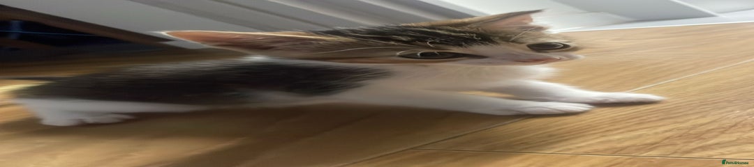 Mixed Breed Kitten 3