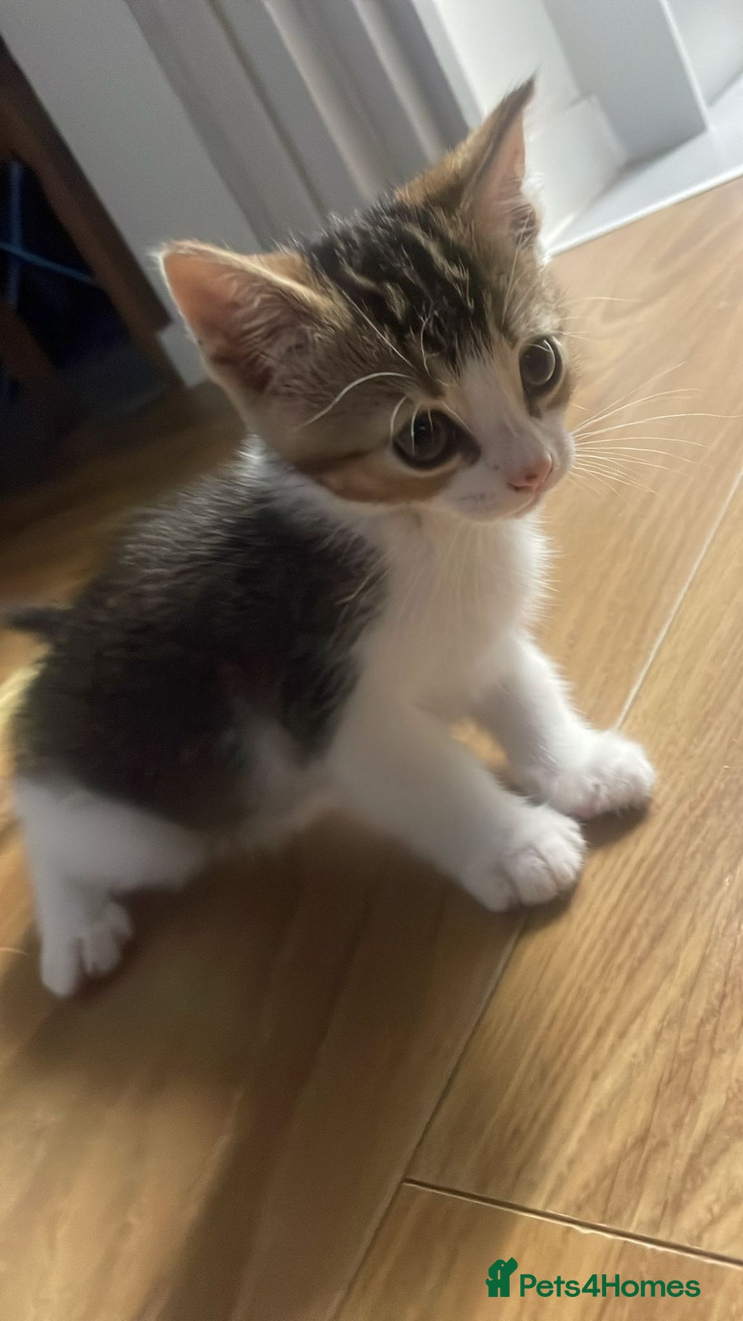 Mixed Breed cats for sale: KITTENS FOR SALE - Advert 6