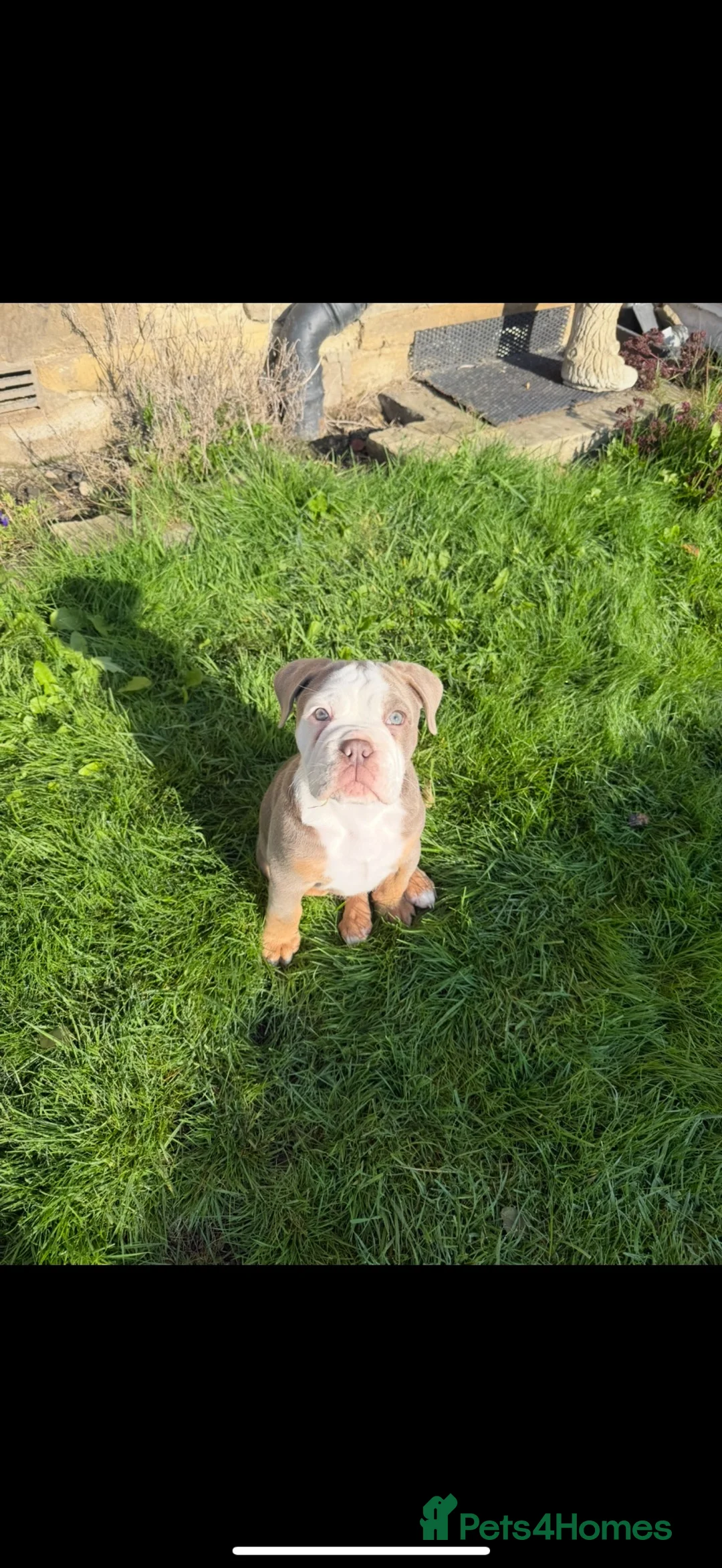 Olde English Bulldogge dogs for stud: Odin  in Huddersfield - Advert 8