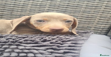 Miniature Dachshund dogs - Advert 4