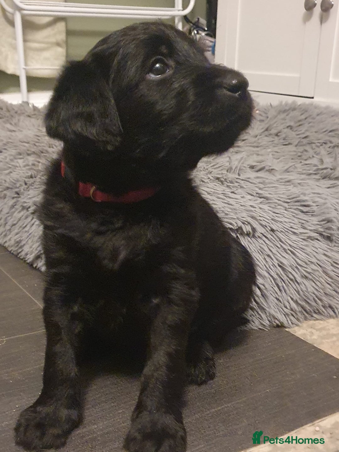 Labradoodle dogs for sale: 7 beautiful labradoodle puppies wanting a home - Advert 8