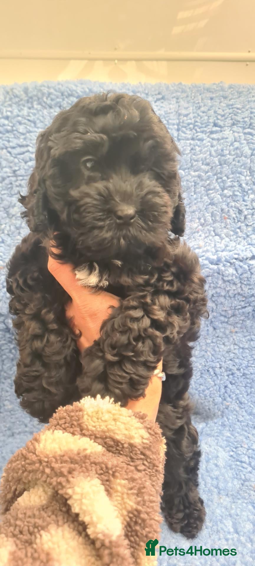 Cockapoo dogs Gorgeous F1 Cockapoos-Ready Now - Advert 2